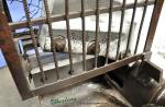 used hill acme canton alligator shearCF22A